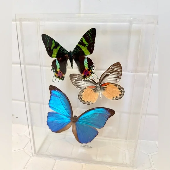 Taxidermy Real Butterfly Shadowbox Display Vintage 1990s - Picture 1 of 4